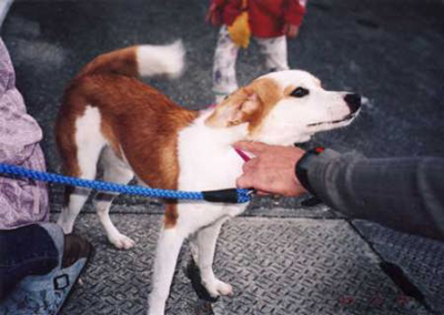 小犬のジャスミン。